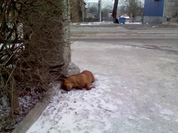 Hund einsam auf der Strasse gestorben