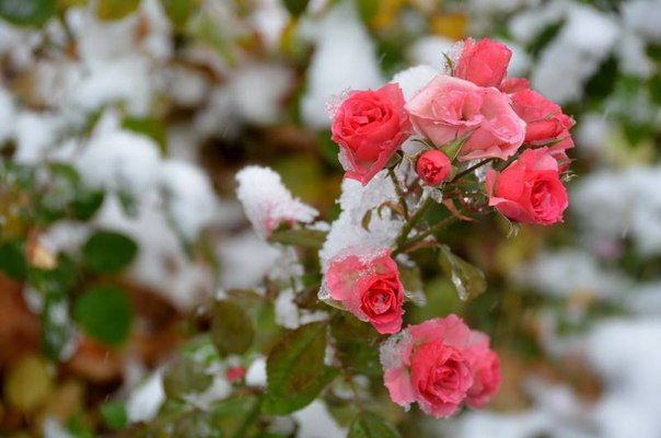 Die Donezker "Schneeglöckchen"
