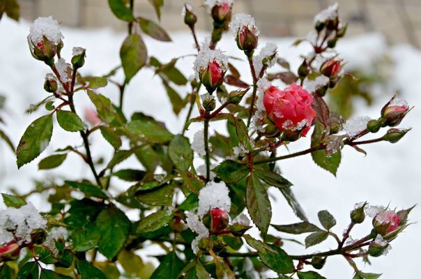 Die Donezker "Schneeglöckchen"