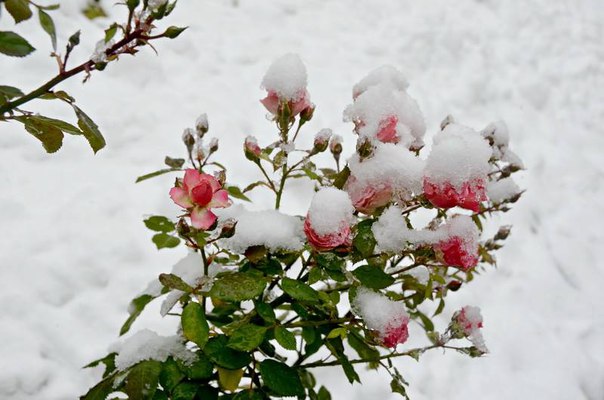 Die Donezker "Schneeglöckchen"