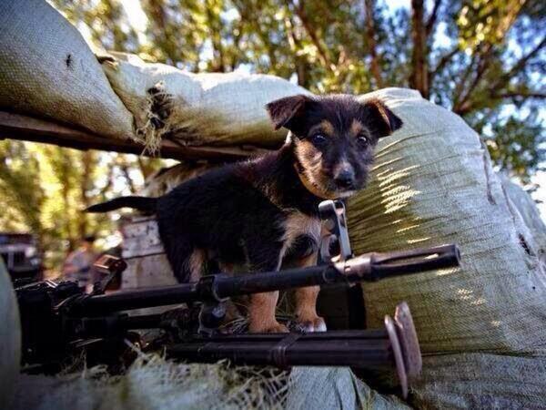 Tiere im Donbass