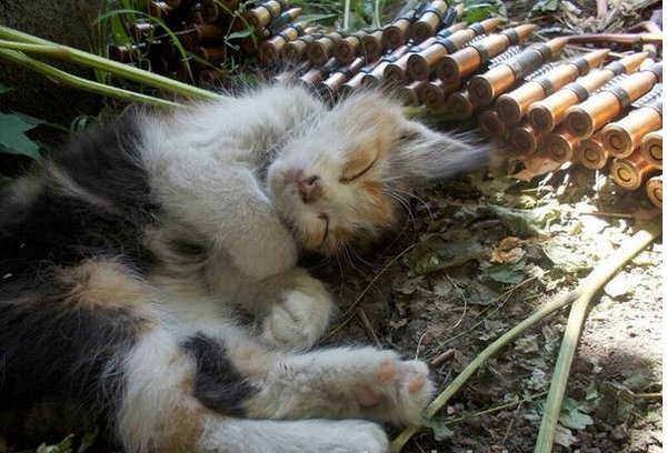 Tiere im Donbass