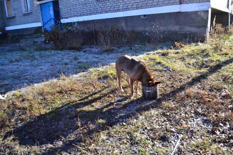 Tiere im Donbass