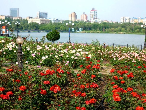 Donetsk Rosen